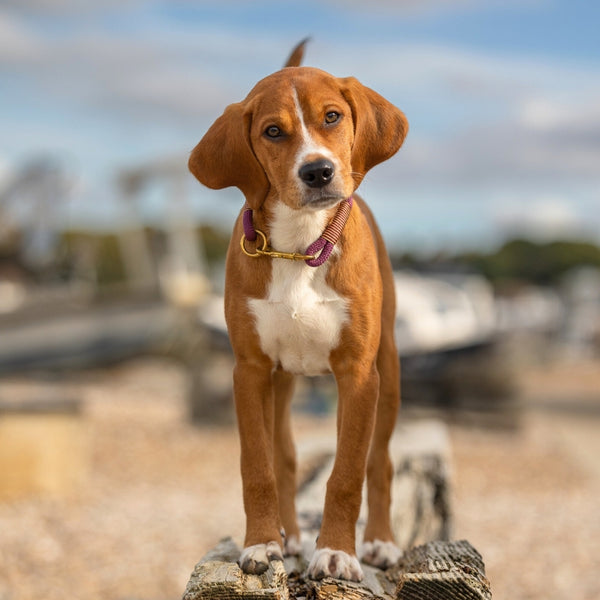 Handmade Rope Dog Collars