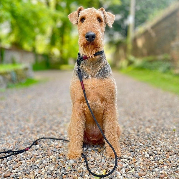 Handmade Rope Leads