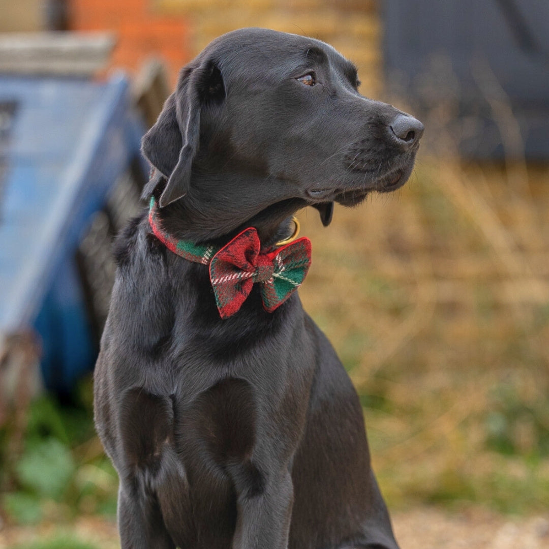 tweed bow tie dog collar