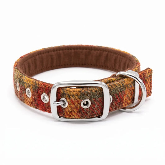 autumnal check yellow green red harris tweed dog collar with silver buckle on white background