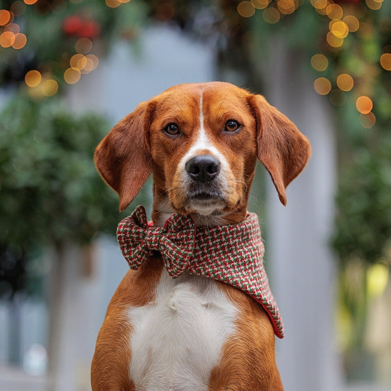 Timeless Tweed Dog Accessories