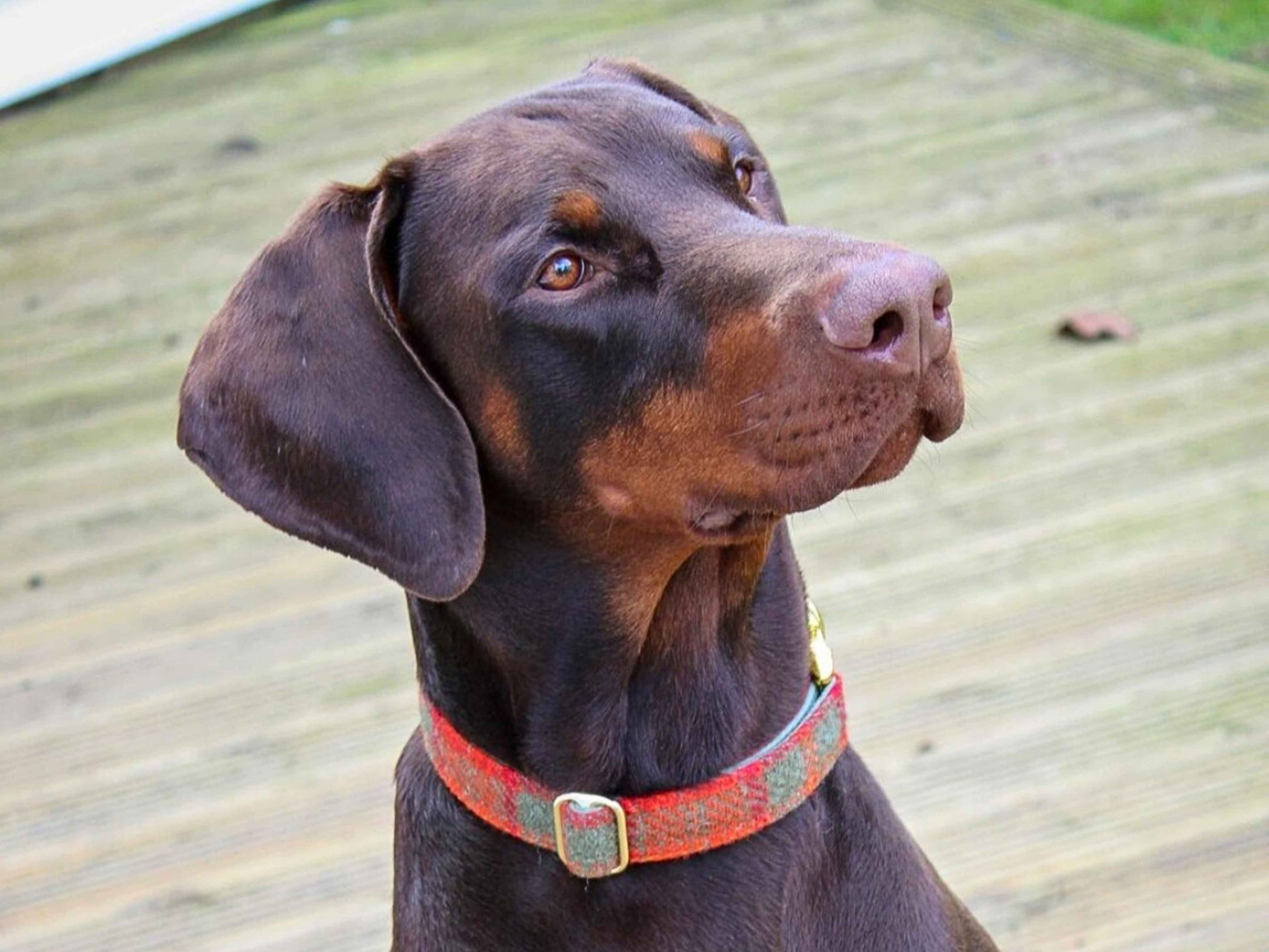 Doberman wearing Collared Creatures Harris Tweed Handmade Dog Collar with Gold Clasp – Luxury Wool Dog Collar UK