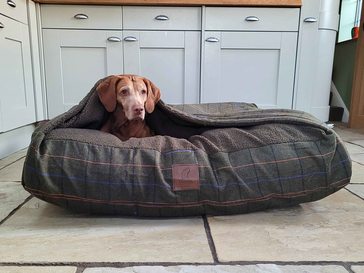 Dog peeking out from under the hood of a Green Tweed Snuggle Bed in a cosy kitchen - Collared Creatures