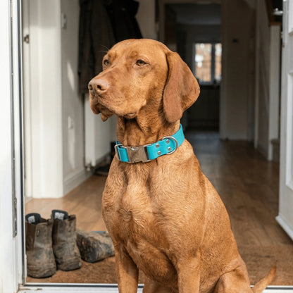Teal Waterproof Biothane Metal Clasp Dog Collar