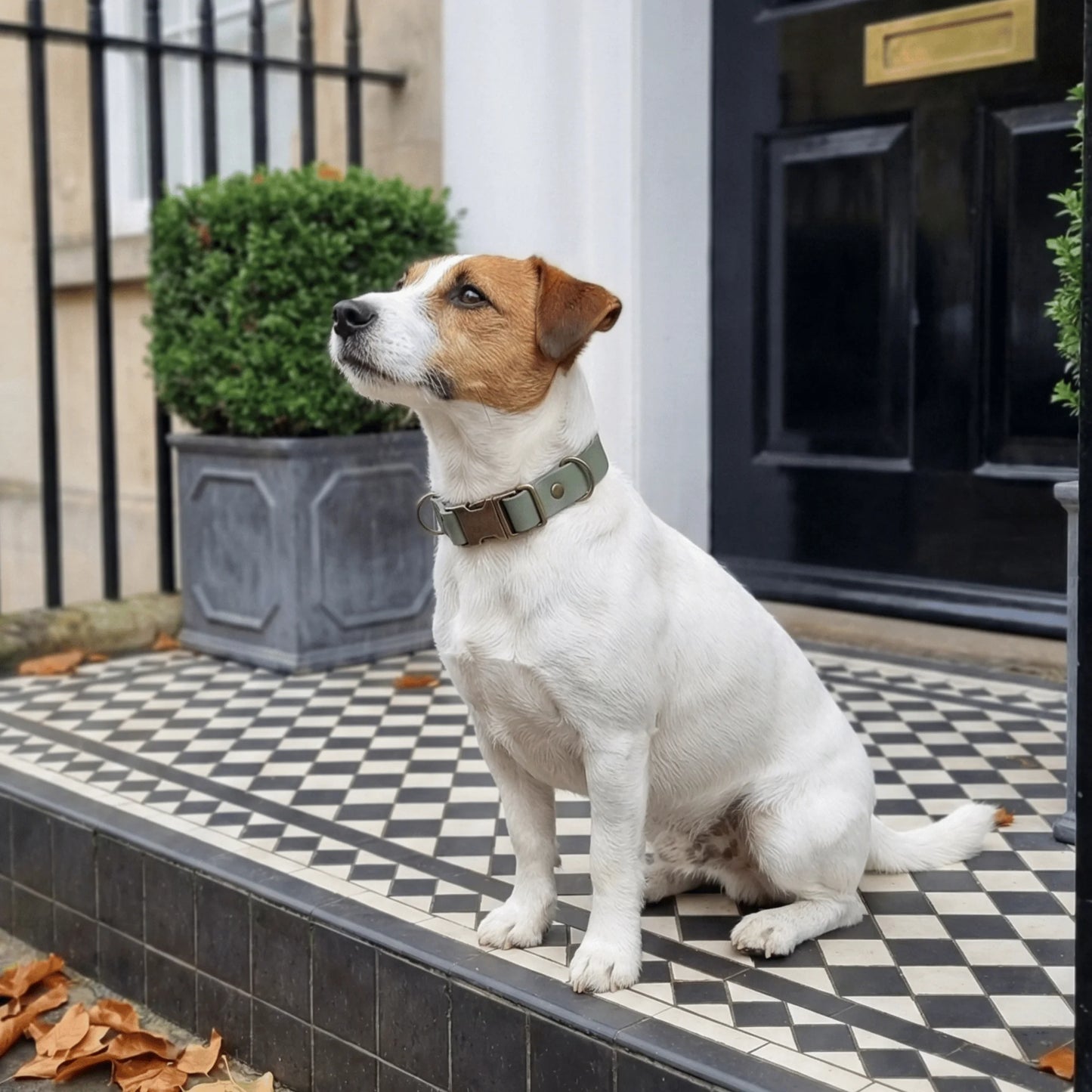 Country Green Waterproof Biothane Metal Clasp Dog Collar - Collared Creatures LTD