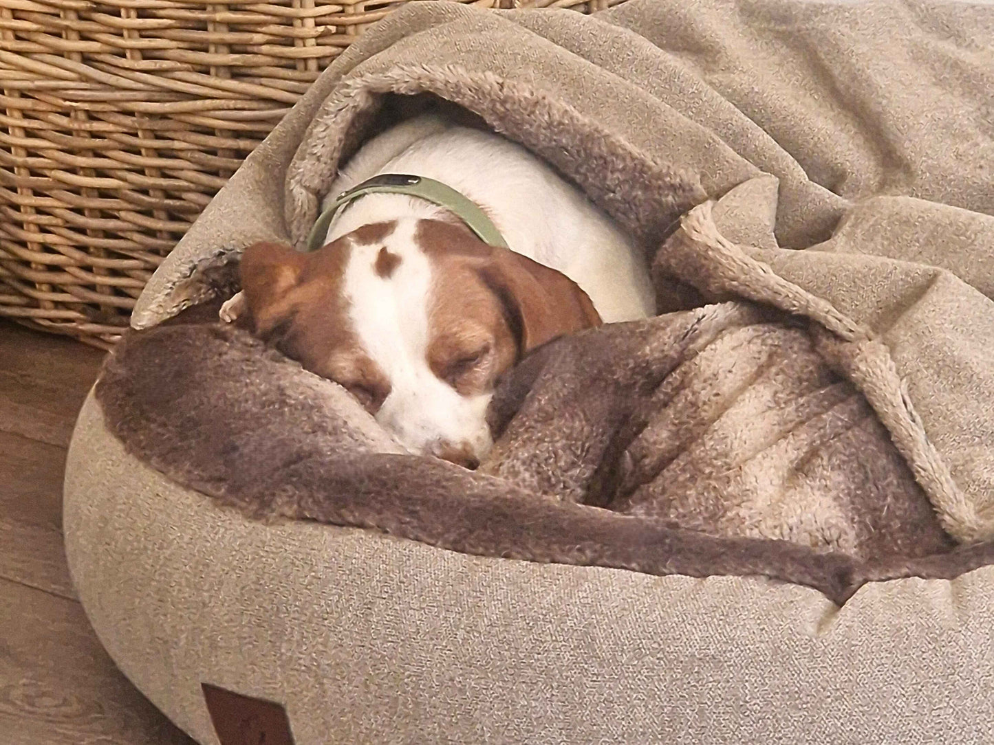 Jack Russell sleeping soundly in beige cocoon bed with soft brown lining