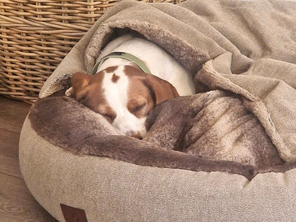 Jack Russell sleeping soundly in beige cocoon bed with soft brown lining