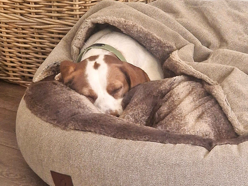 Cocoon Dog Beds: A Covered Retreat for Anxious and Cold-Sensitive Dogs