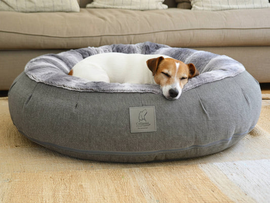 jack russell sleeping in collared creatured grey donut bed in modern living room