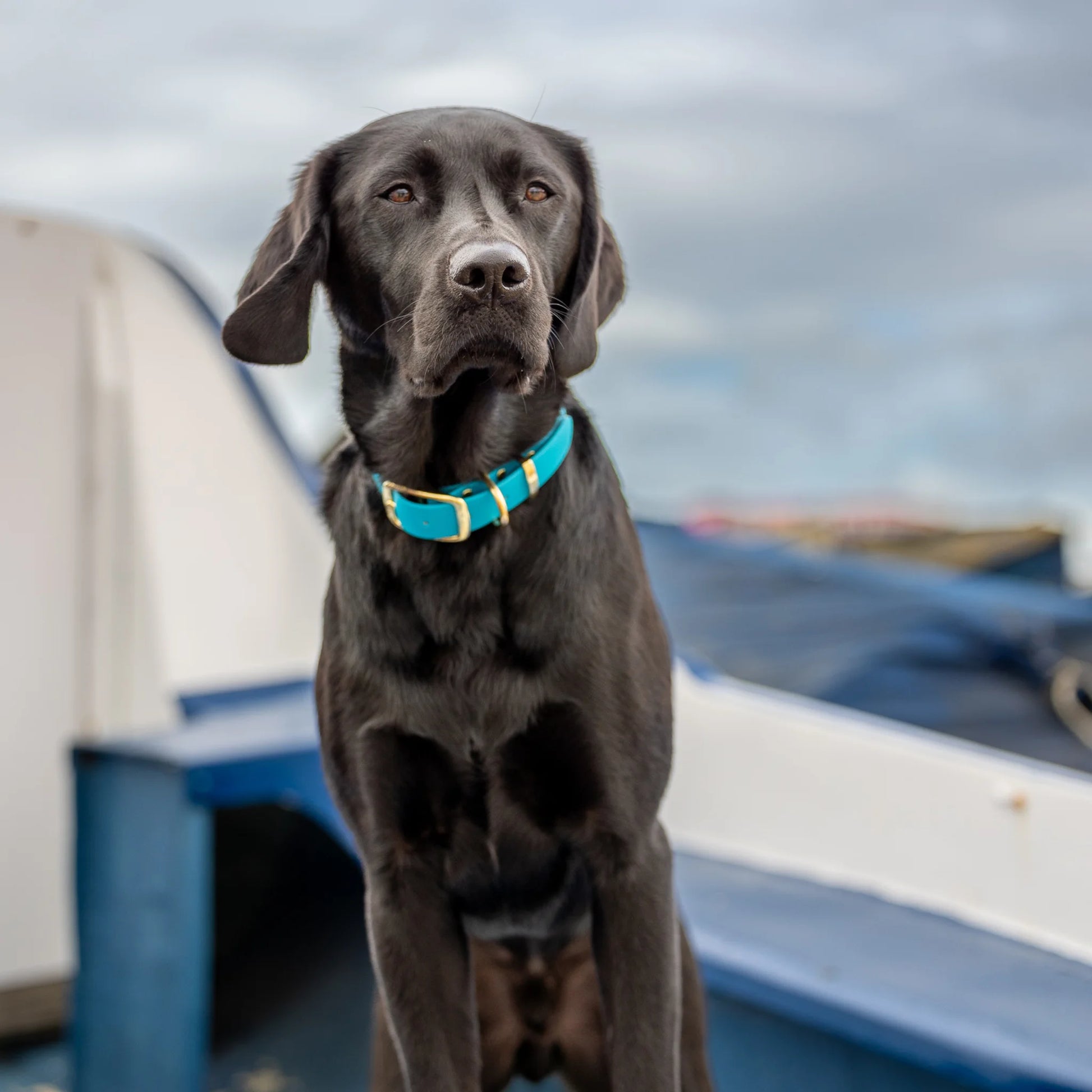 Turquoise Waterproof Biothane Buckle Dog Collar - Collared Creatures LTD