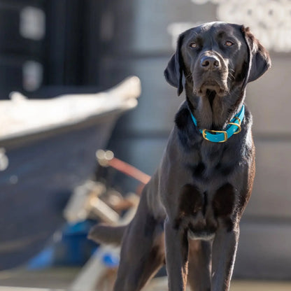 Country Green Waterproof Biothane Buckle Dog Collar - Collared Creatures LTD