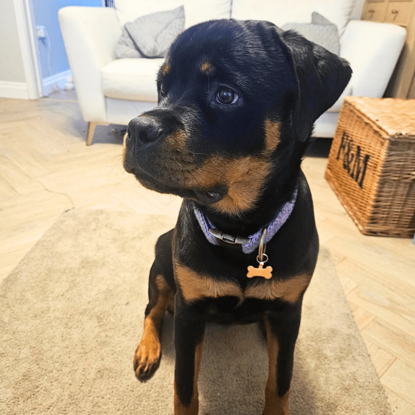 Black and brown dog wearing tweed collar sitting on a carpeted floor in a living room.