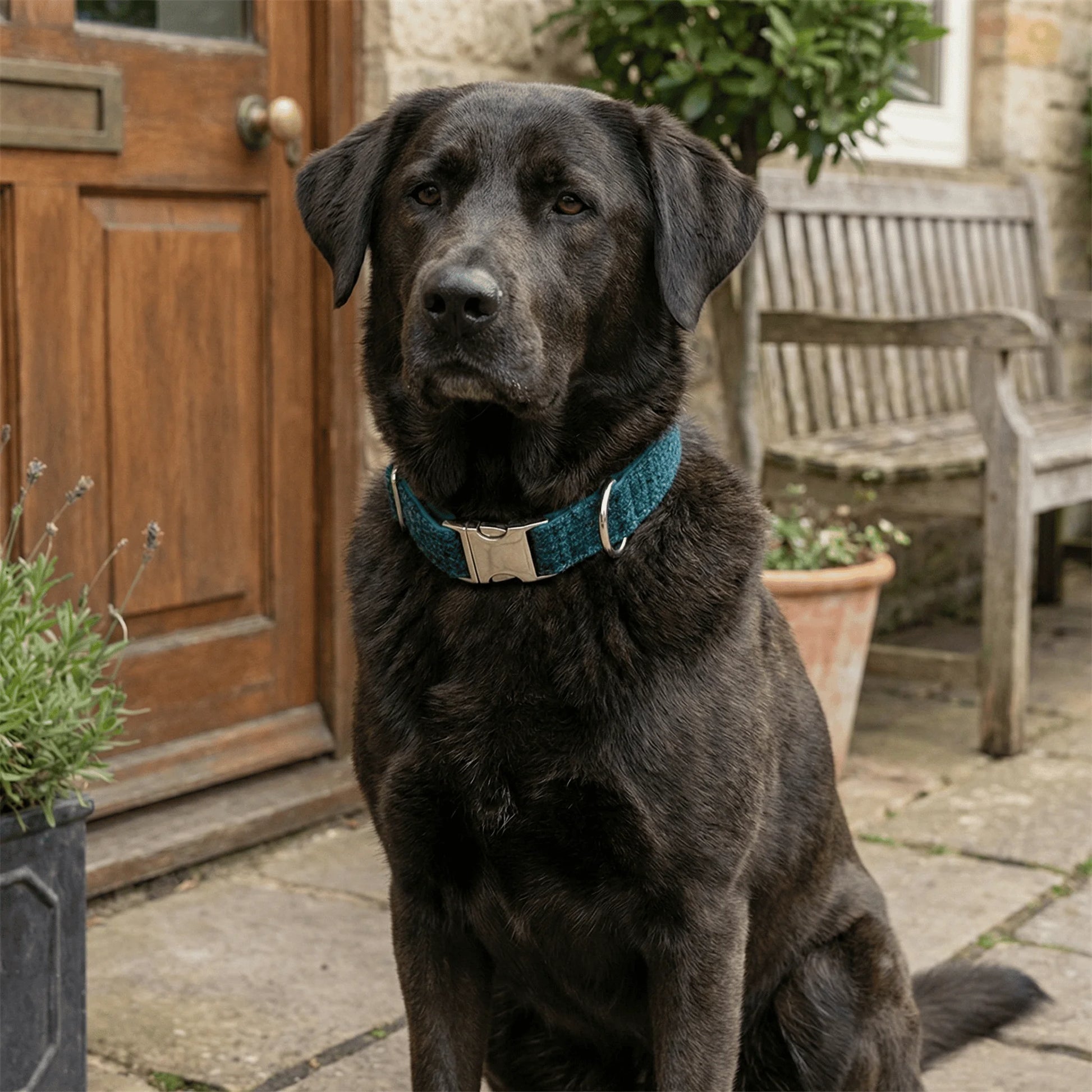 Black dog wearing a teal collar sitting on a patio with a wooden door and bench in the background.