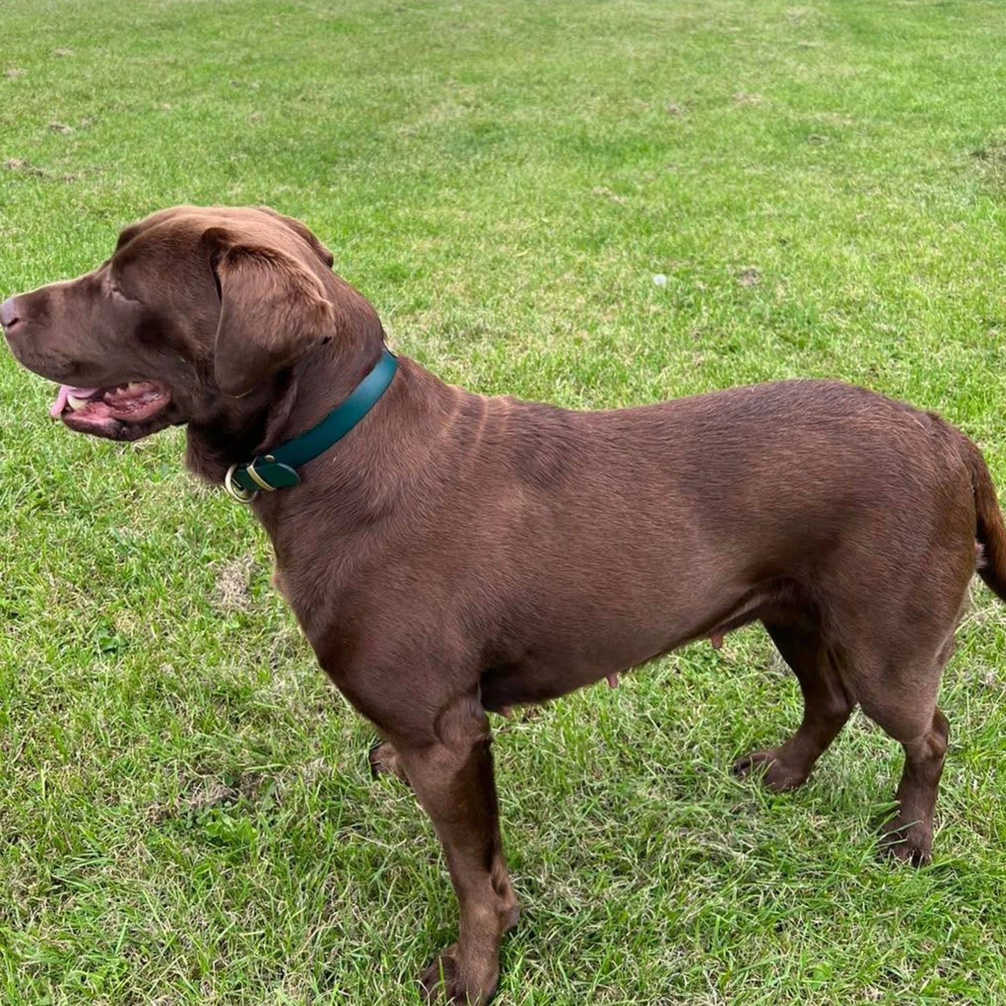 Dark Brown Waterproof Biothane Buckle Dog Collar - Collared Creatures LTD