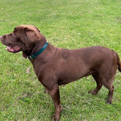 Dark Brown Waterproof Biothane Buckle Dog Collar - Collared Creatures LTD