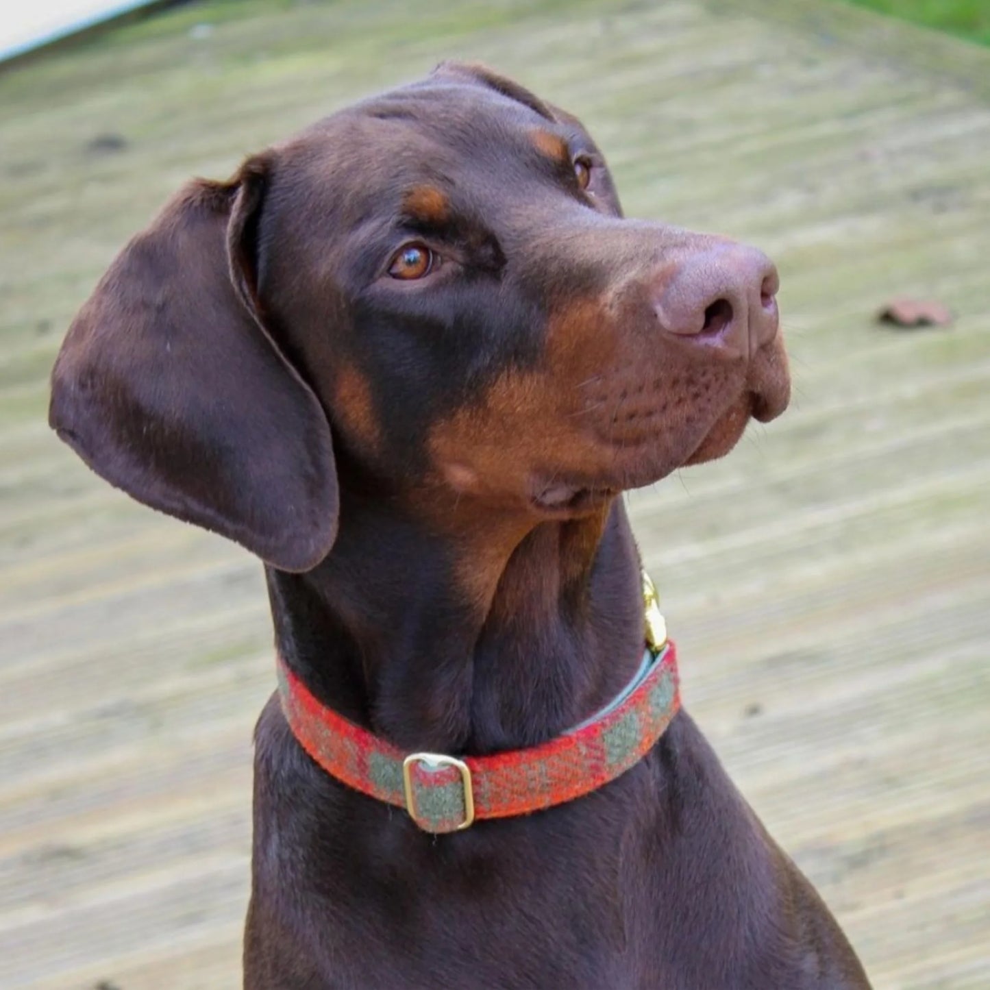 Dog wearing a orange and green collar on a wooden deck