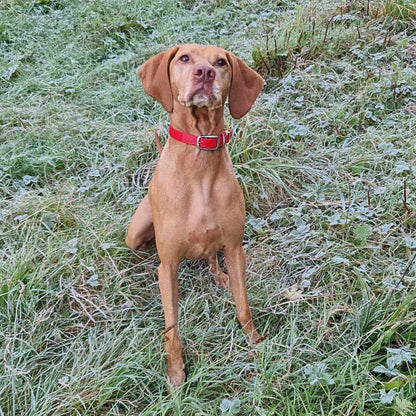 Red Waterproof Biothane Buckle Dog Collar - Collared Creatures LTD