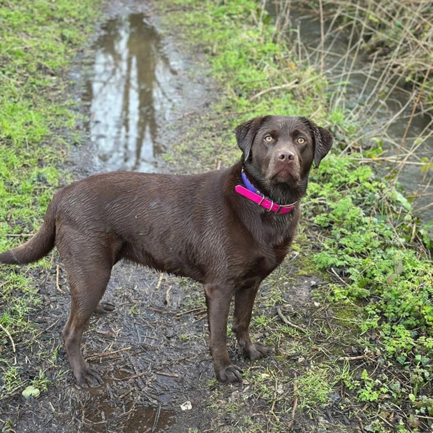 Brown dog with a pink collar standing on a muddy path surrounded by greenery