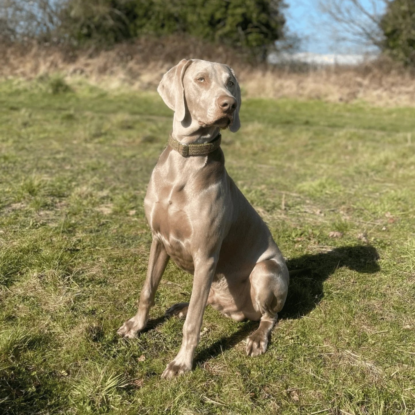 Yorkshire Tweed Luxury Dog Collar - Collared Creatures LTD