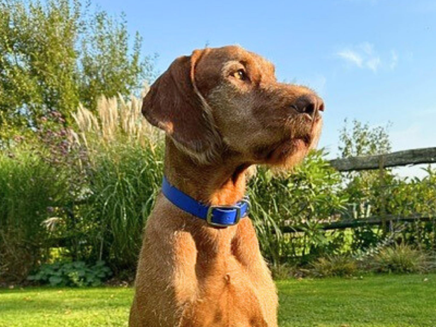Dog wearing a blue collar in a garden setting