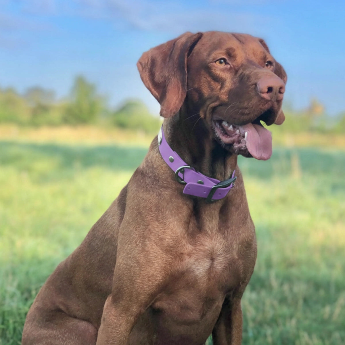 large dog sitting  in grass field wearing purple biothane clasp collar