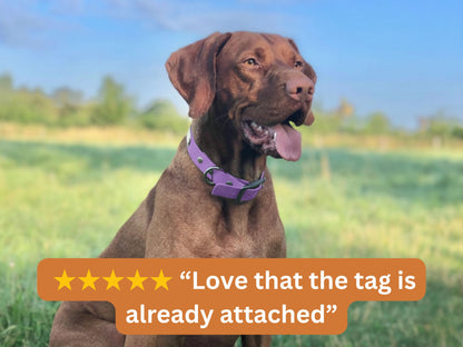 Brown dog wearing a purple collar with a field in the background
