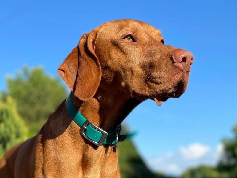 Struggling to Find a Secure Collar for a Strong Puller?