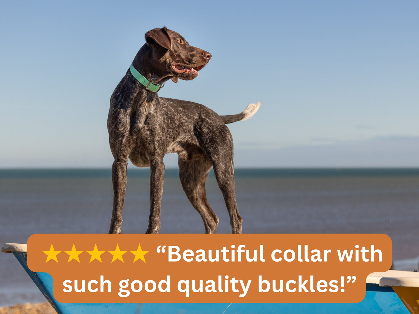 Dog standing on a beach with a green collar, text overlay about a beautiful collar with good quality buckles.