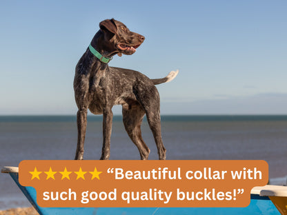 Dog standing on a beach with a green collar, text overlay about a beautiful collar with good quality buckles.