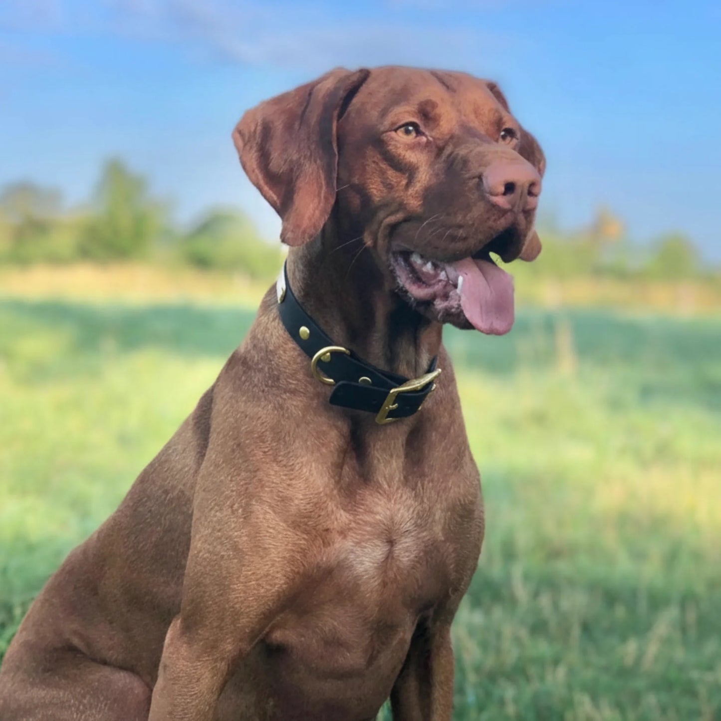 Brown dog with a black collar sitting in a grassy field with a blue sky.