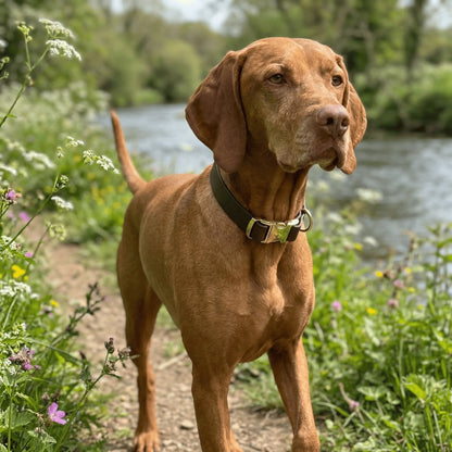 Dark Brown Waterproof Biothane Metal Clasp Dog Collar
