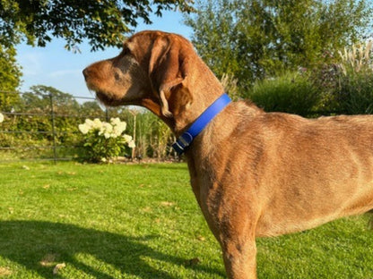 Brown dog wearing a blue collar standing on grass with trees in the background