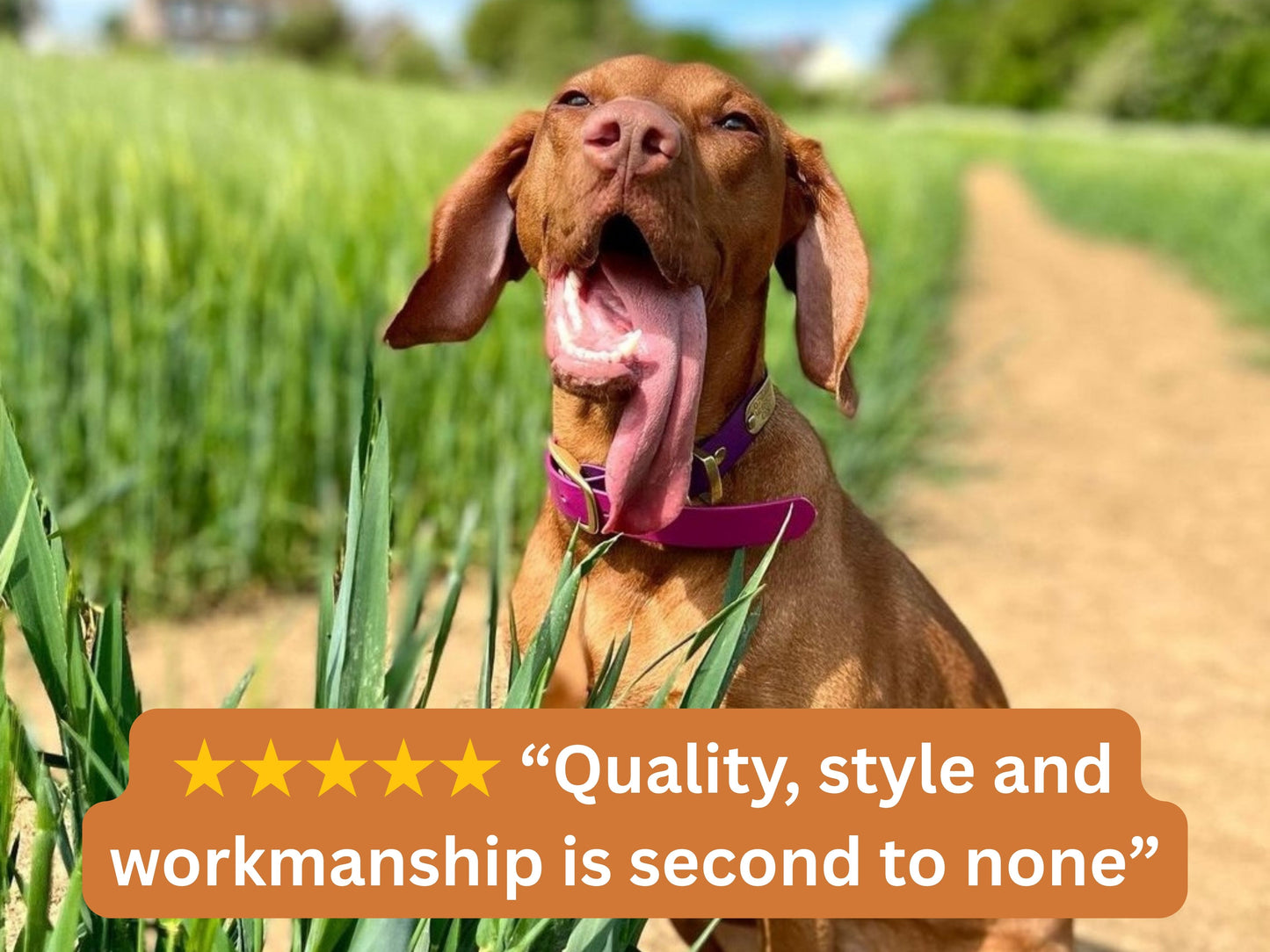 large dog wearing violet and magenta collar with 5 star review overlay