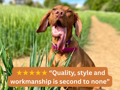 large dog wearing violet and magenta collar with 5 star review overlay