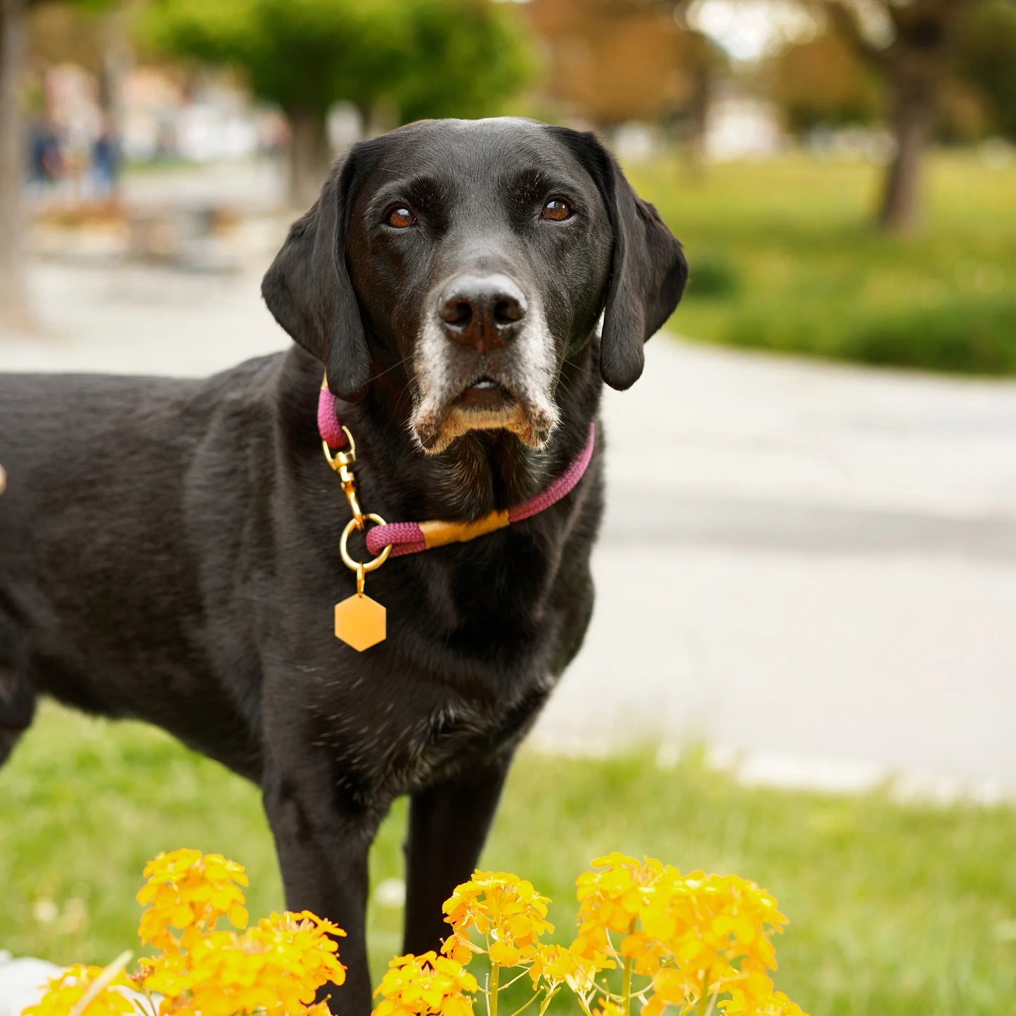 Bordeaux Handmade Rope Dog Collar with whipping