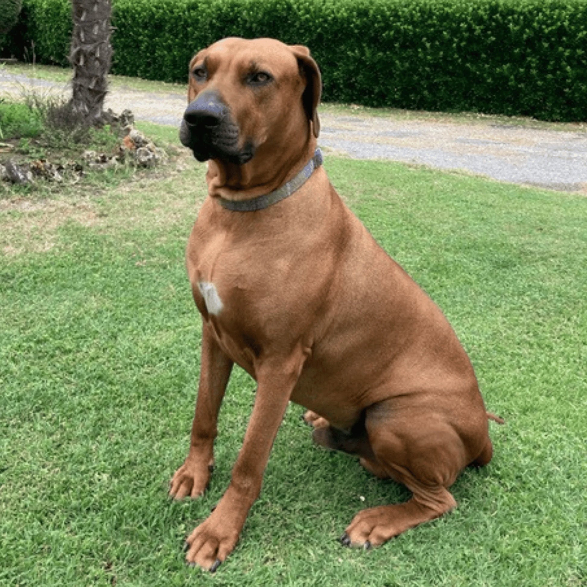 Mustard & Blue Check Luxury Harris Tweed Dog Collar - Collared Creatures LTD