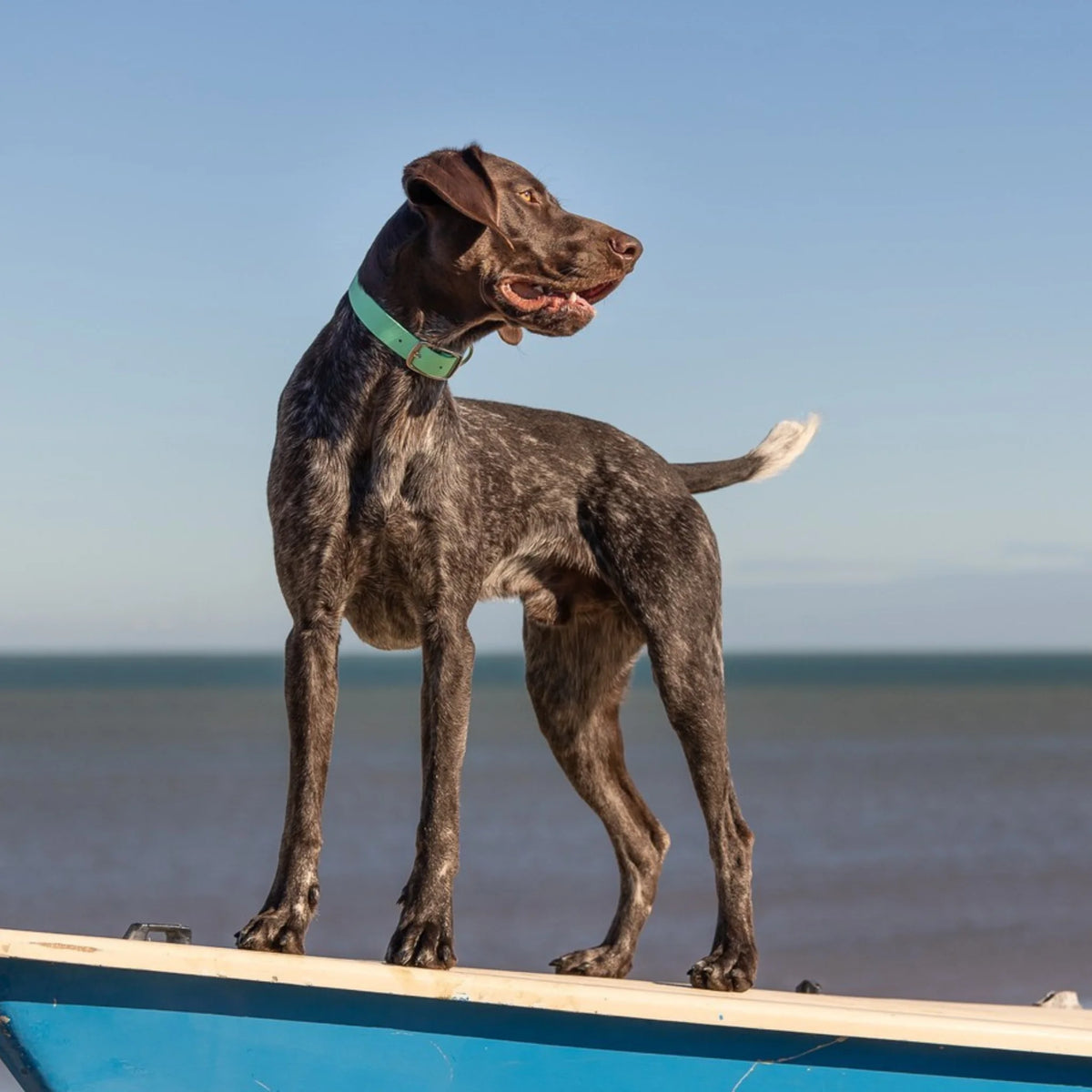 Collared Creatures Teal Waterproof Biothane Dog Collar – Durable, Handmade UK