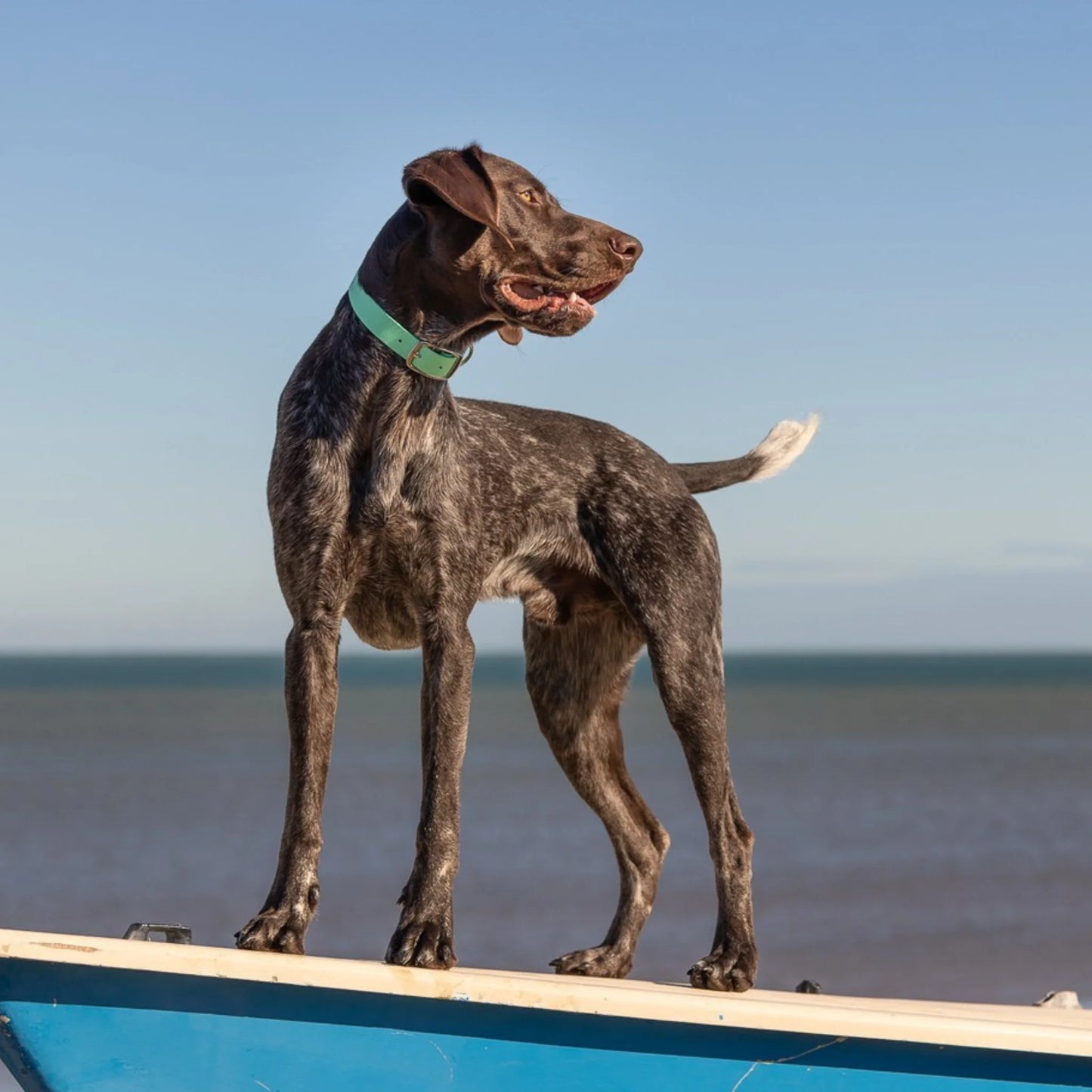 Pastel Blue Waterproof Biothane Buckle Dog Collar - Collared Creatures LTD