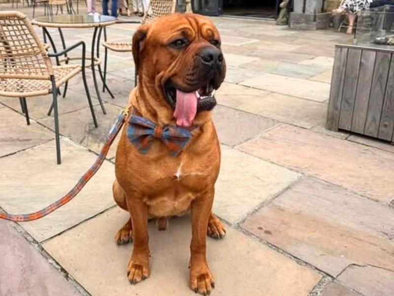 Perfect for Every Occasion