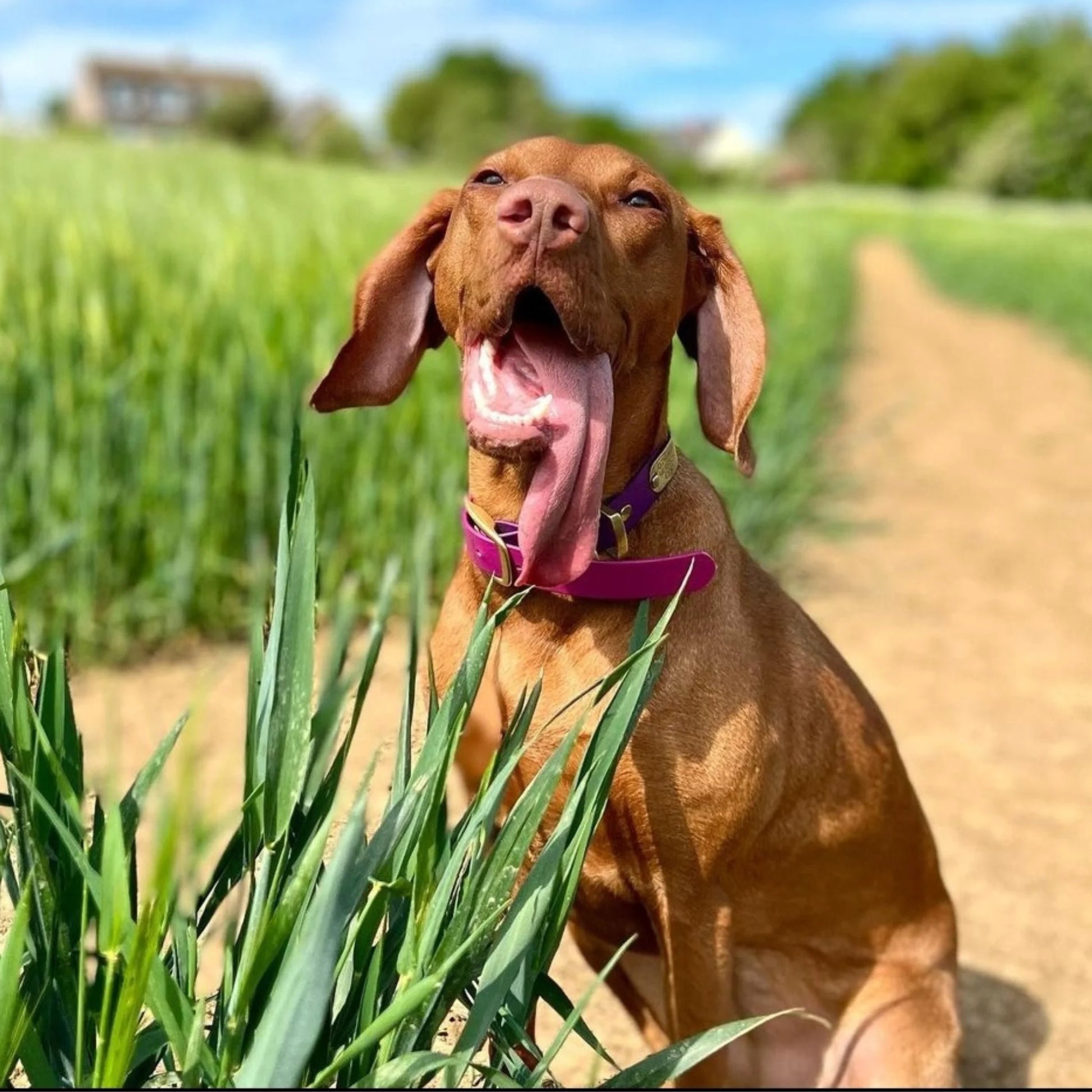 Magenta Waterproof Biothane Buckle Dog Collar - Collared Creatures LTD