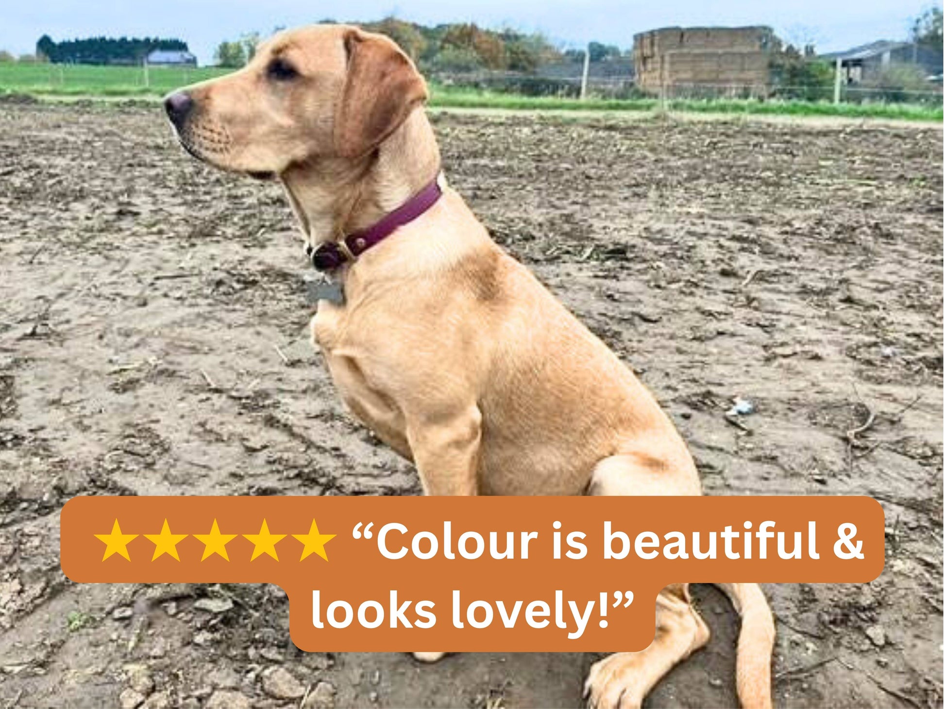 Dog sitting on a field with a five-star rating text overlay