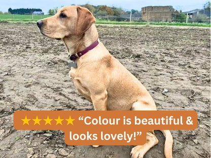 Dog sitting on a field with a five-star rating text overlay