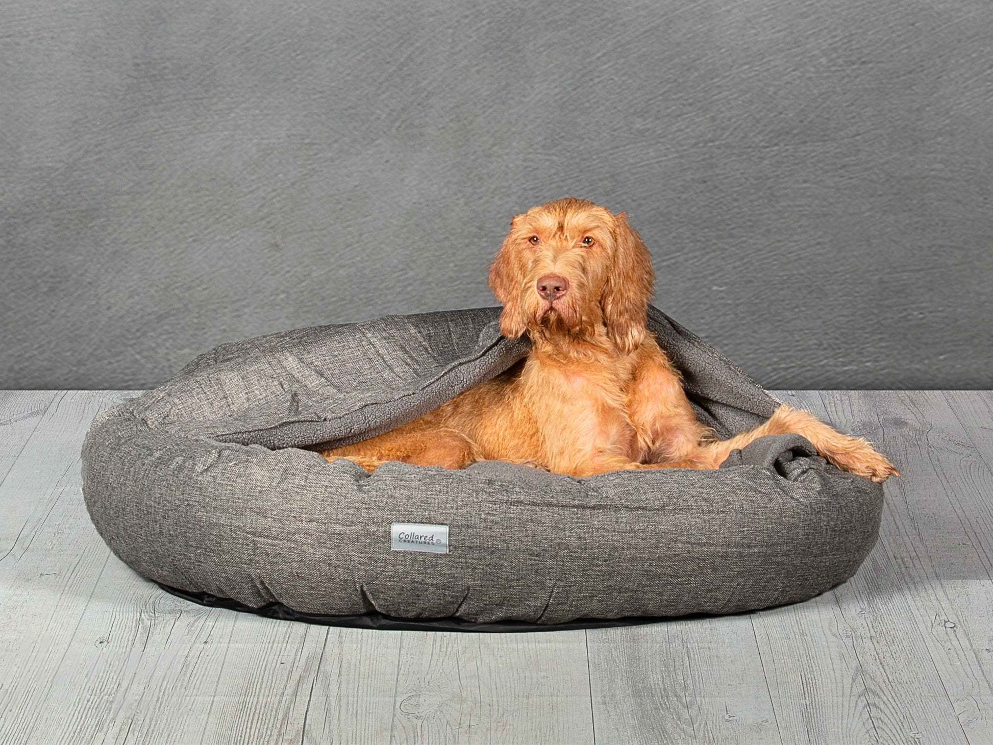 Large Vizsla dog sitting inside Grey Cocoon Dog Bed with hood draped