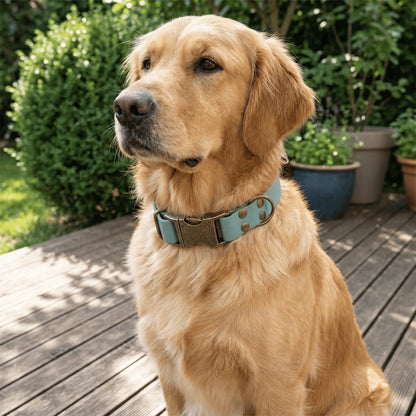 Duck Egg Blue Waterproof Biothane Metal Clasp Dog Collar