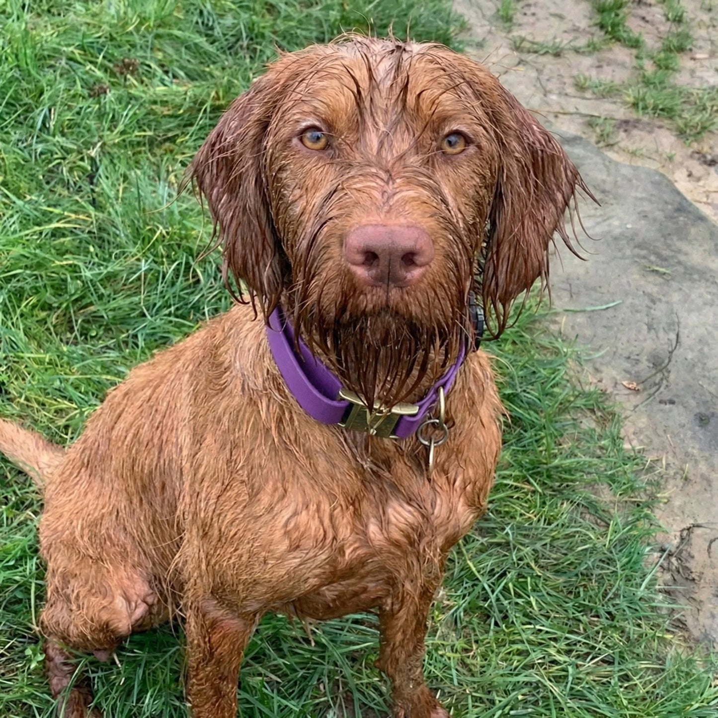 Weintraube Wasserdichtes Biothane Hundehalsband mit Metallschließe