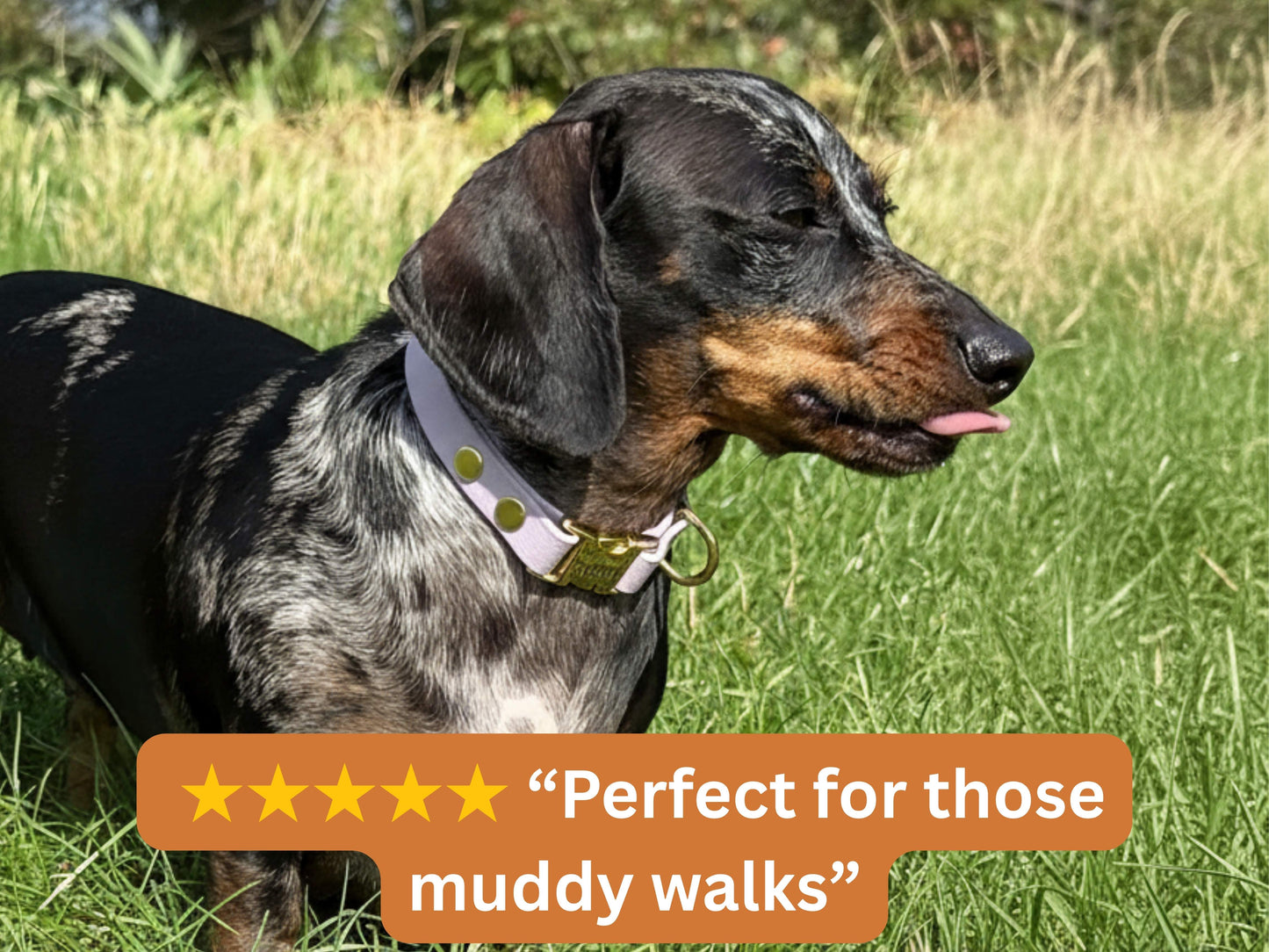 Dachshund wearing a lilac Biothane collar outdoors with a 5-star review saying “Perfect for those muddy walks.”