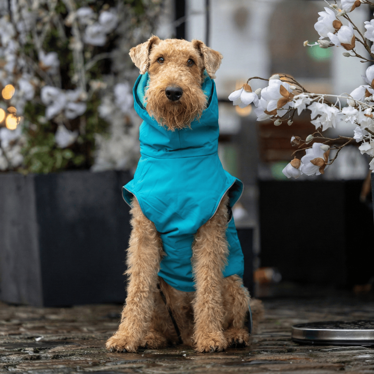 Dog wearing a blue raincoat sitting outdoors with decorative plants in the background