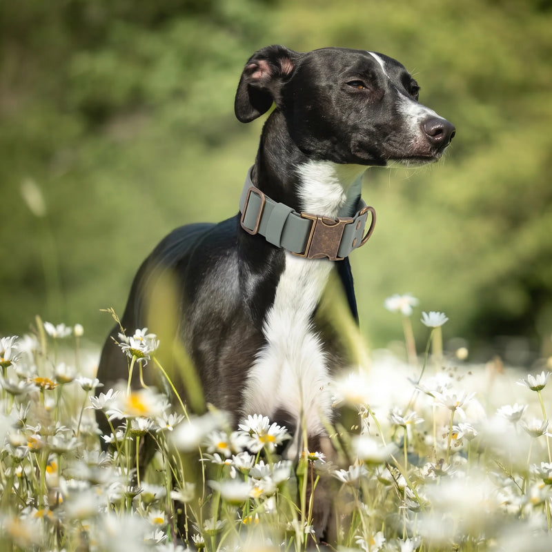 Sized Right for Sighthounds