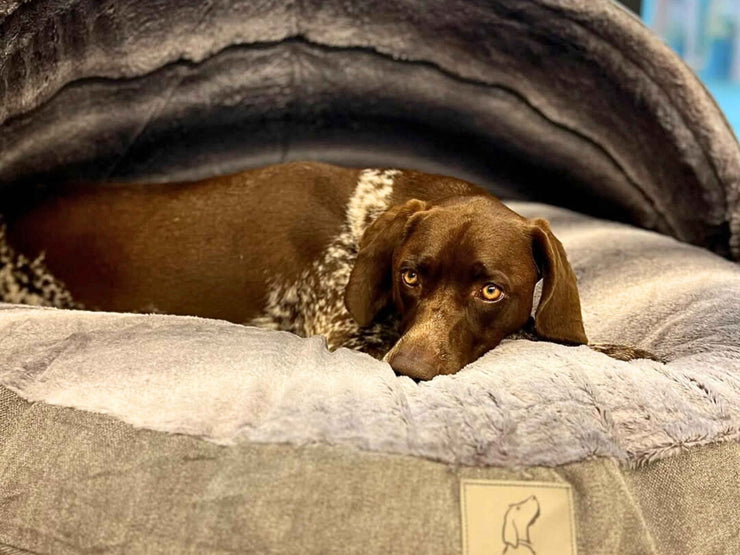 dog comfortably lying in luxury dog cave with hood - Collared Creatures