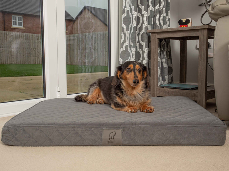 Quilted grey dog mattress bed placed in a modern interior with a relaxed dog.